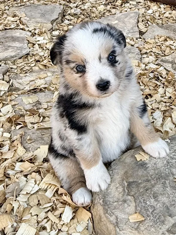 Killy, a female Miniature Australian Shepherd for sale in Coleman, TX – Photo 1 of 10