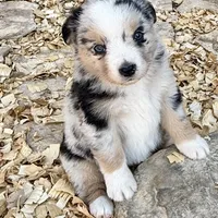 Killy, a female Miniature Australian Shepherd for sale in Coleman, TX – Photo 1 of 10
