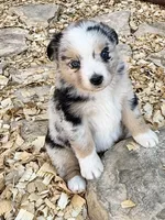 Killy, a female Miniature Australian Shepherd for sale in Coleman, TX – Photo 1 of 10