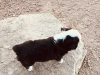 Pinky, a female Miniature Australian Shepherd for sale in Coleman, TX – 6 of 10