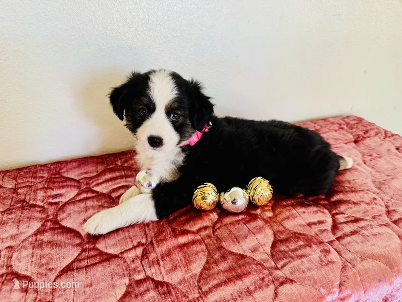 Sky – Miniature Australian Shepherd puppy for sale in Coleman, TX