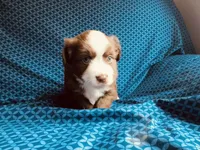 Skipper, a male Miniature Australian Shepherd for sale in Coleman, TX – 3 of 10