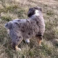 Hico, a male Australian Shepherd for sale in Coleman, TX – Photo 3 of 10