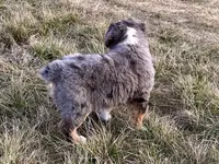 Hico, a male Australian Shepherd for sale in Coleman, TX – Photo 3 of 10
