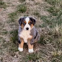Hico, a male Australian Shepherd for sale in Coleman, TX – Photo 6 of 10