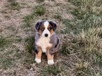 Hico, a male Australian Shepherd for sale in Coleman, TX – Photo 6 of 10