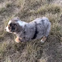 Hico, a male Australian Shepherd for sale in Coleman, TX – Photo 8 of 10
