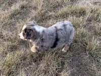 Hico, a male Australian Shepherd for sale in Coleman, TX – Photo 8 of 10