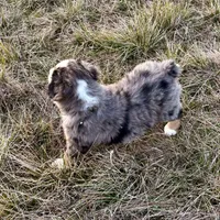 Hico, a male Australian Shepherd for sale in Coleman, TX – Photo 10 of 10