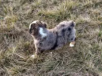 Hico, a male Australian Shepherd for sale in Coleman, TX – Photo 10 of 10