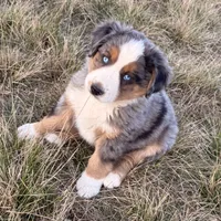 Hico, a male Australian Shepherd for sale in Coleman, TX – Photo 7 of 10