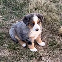 Hico, a male Australian Shepherd for sale in Coleman, TX – Photo 9 of 10