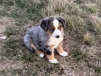 Hico, a male Australian Shepherd for sale in Coleman, TX – Photo 9 of 10