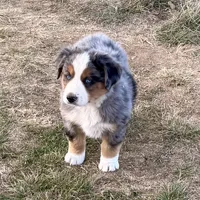 Hico, a male Australian Shepherd for sale in Coleman, TX – Photo 5 of 10