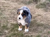 Hico, a male Australian Shepherd for sale in Coleman, TX – Photo 5 of 10