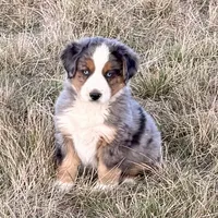 Hico, a male Australian Shepherd for sale in Coleman, TX – Photo 1 of 10