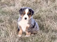 Hico, a male Australian Shepherd for sale in Coleman, TX – Photo 1 of 10