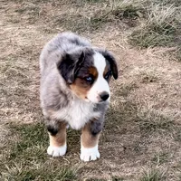Hico, a male Australian Shepherd for sale in Coleman, TX – Photo 2 of 10