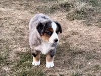 Hico, a male Australian Shepherd for sale in Coleman, TX – Photo 2 of 10
