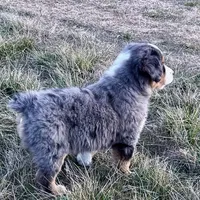 Hico, a male Australian Shepherd for sale in Coleman, TX – Photo 4 of 10