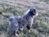 Hico, a male Australian Shepherd for sale in Coleman, TX – Photo 4 of 10