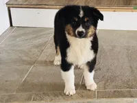 Demi, a female Australian Shepherd for sale in Coleman, TX – 9 of 10