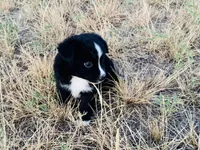 Midnight, a male Miniature Australian Shepherd for sale in Coleman, TX – 3 of 10