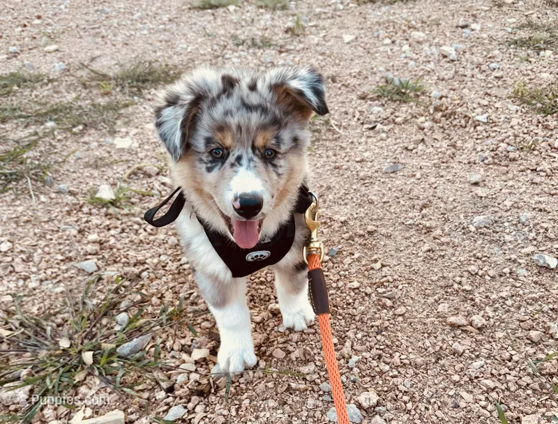 Beau – Australian Shepherd puppy for sale in Coleman, TX