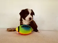 Skipper, a male Miniature Australian Shepherd for sale in Coleman, TX – 1 of 10