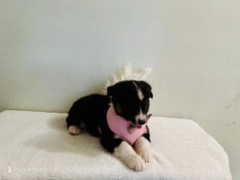 Demi – Australian Shepherd puppy for sale in Coleman, TX