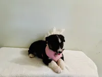 Demi, a female Australian Shepherd for sale in Coleman, TX – 10 of 10