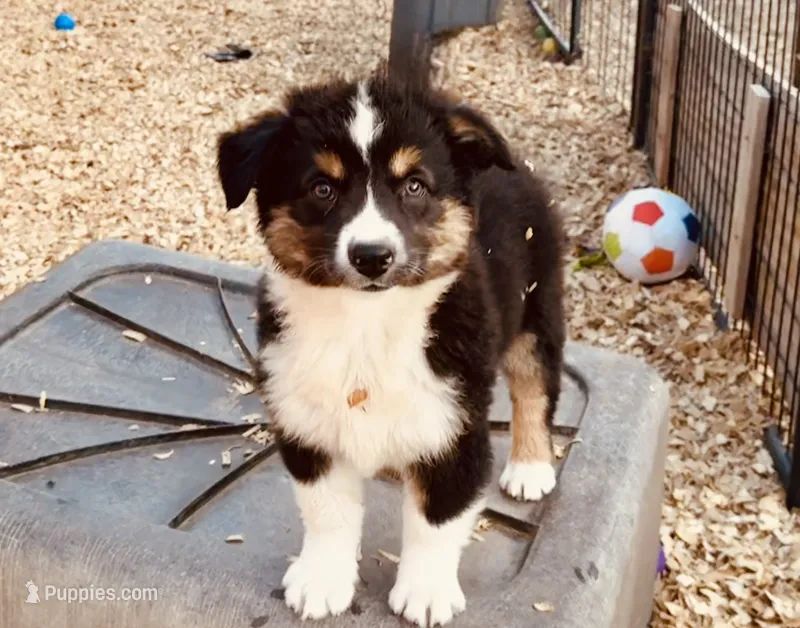 Demi – Australian Shepherd puppy for sale in Coleman, TX