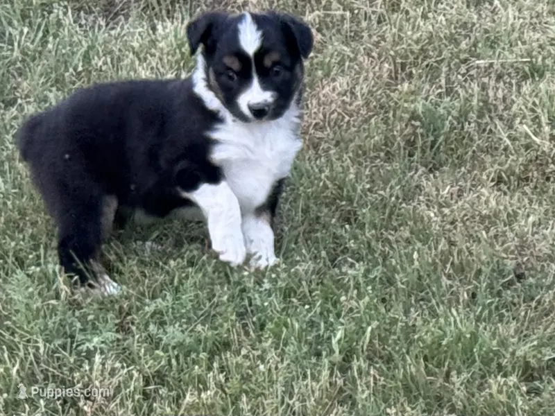 Demi – Australian Shepherd puppy for sale in Coleman, TX