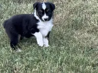 Demi, a female Australian Shepherd for sale in Coleman, TX – 3 of 10