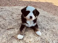 Pinky, a female Miniature Australian Shepherd for sale in Coleman, TX – 7 of 10