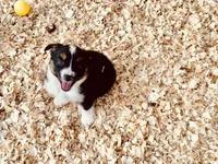 Demi, a female Australian Shepherd for sale in Coleman, TX – 4 of 10