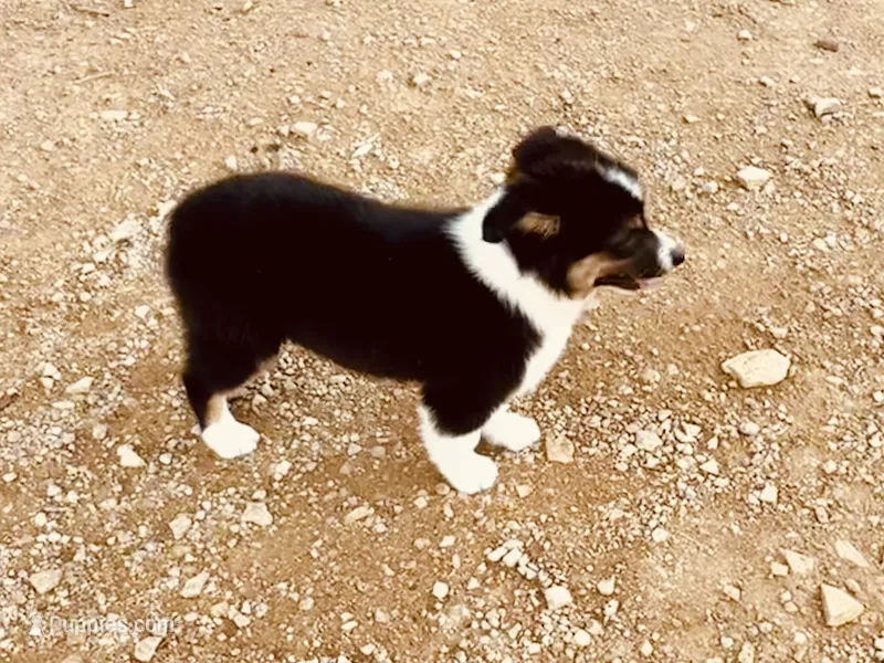 Demi – Australian Shepherd puppy for sale in Coleman, TX