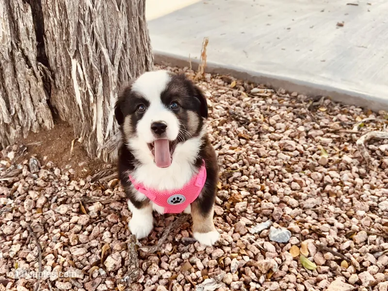 Zuri – Miniature Australian Shepherd puppy for sale in Coleman, TX