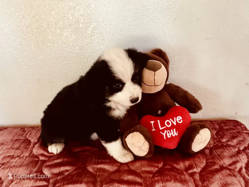 Zuri – Miniature Australian Shepherd puppy for sale in Coleman, TX