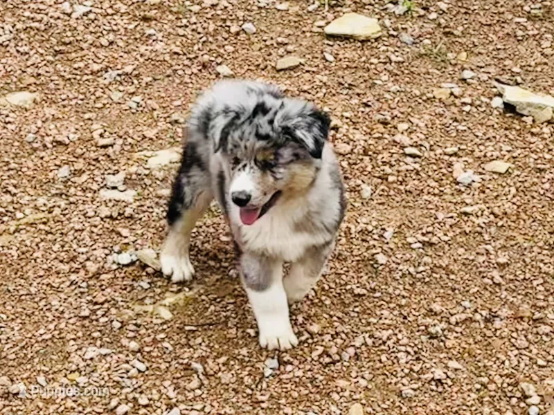 Beau – Australian Shepherd puppy for sale in Coleman, TX