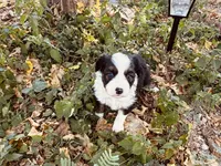 Sky, a female Miniature Australian Shepherd for sale in Coleman, TX – 9 of 10