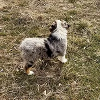 Thunder, a male Australian Shepherd for sale in Coleman, TX – Photo 7 of 10