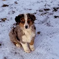 Thunder, a male Australian Shepherd for sale in Coleman, TX – Photo 6 of 10