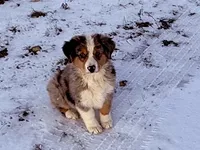 Thunder, a male Australian Shepherd for sale in Coleman, TX – Photo 6 of 10