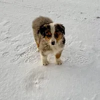 Thunder, a male Australian Shepherd for sale in Coleman, TX – Photo 9 of 10