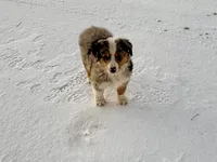 Thunder, a male Australian Shepherd for sale in Coleman, TX – Photo 9 of 10