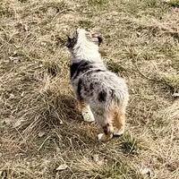 Thunder, a male Australian Shepherd for sale in Coleman, TX – Photo 5 of 10