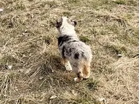 Thunder, a male Australian Shepherd for sale in Coleman, TX – Photo 5 of 10