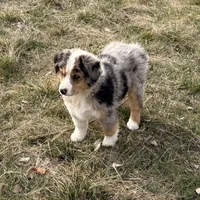 Thunder, a male Australian Shepherd for sale in Coleman, TX – Photo 4 of 10