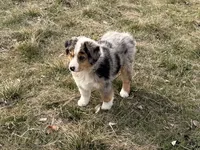 Thunder, a male Australian Shepherd for sale in Coleman, TX – Photo 4 of 10
